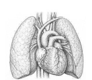 Anatomy Collection
